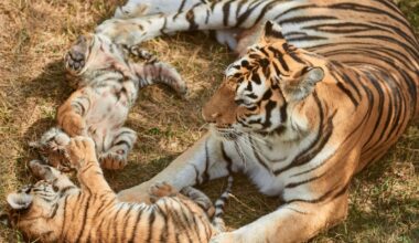 tigers, bbc earth, wlidlife