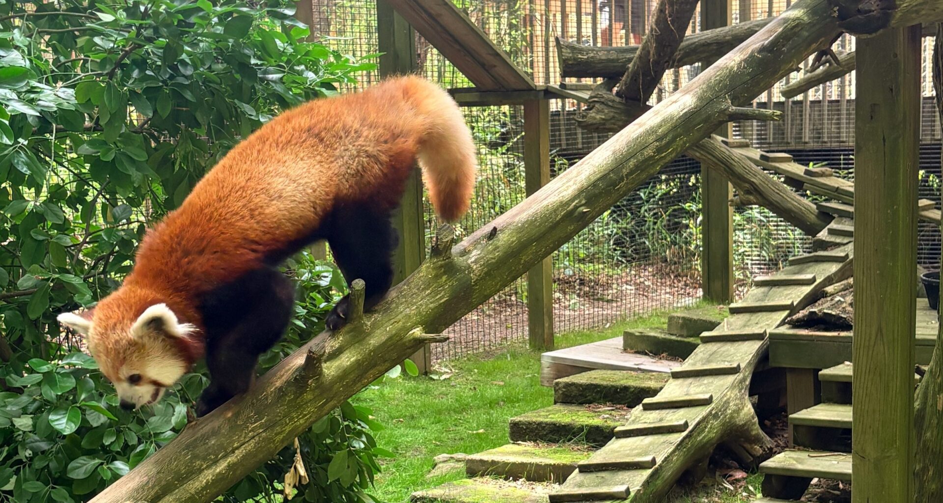Cape May County Zoo's newest endangered red panda