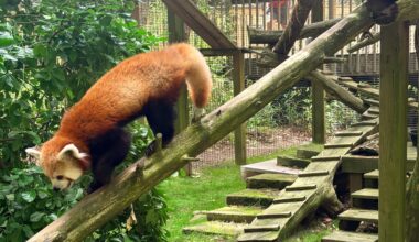 Cape May County Zoo's newest endangered red panda