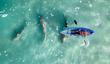 Yuval Tina's photograph 'Angel in Blue,' won first prize in a contest organized by the Society for the Protection of Nature in Israel. It depicts a giant devil ray swimming just above a swimmer in southern Israel's Gulf of Eilat, June 9, 2026. (Yuval Tina/Society for the Protection of Nature in Israel)