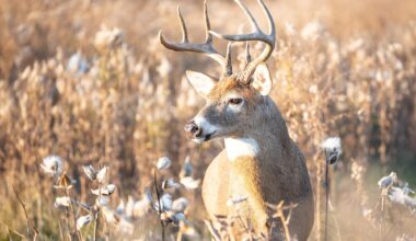 White Tailed Deer (Odocoileus virginianus) Buck Antlers