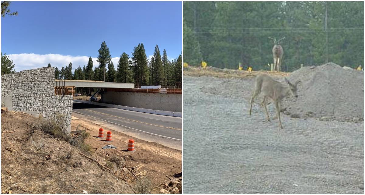 wildlife crossing, mule deer, california wildlife crossing, northern california, elk