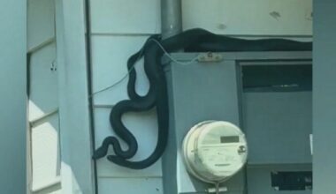 Videos show dozens of snakes at vacant Arkansas home