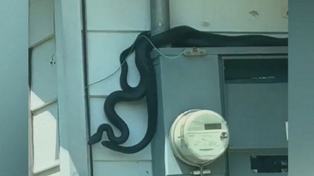 Videos show dozens of snakes at vacant Arkansas home