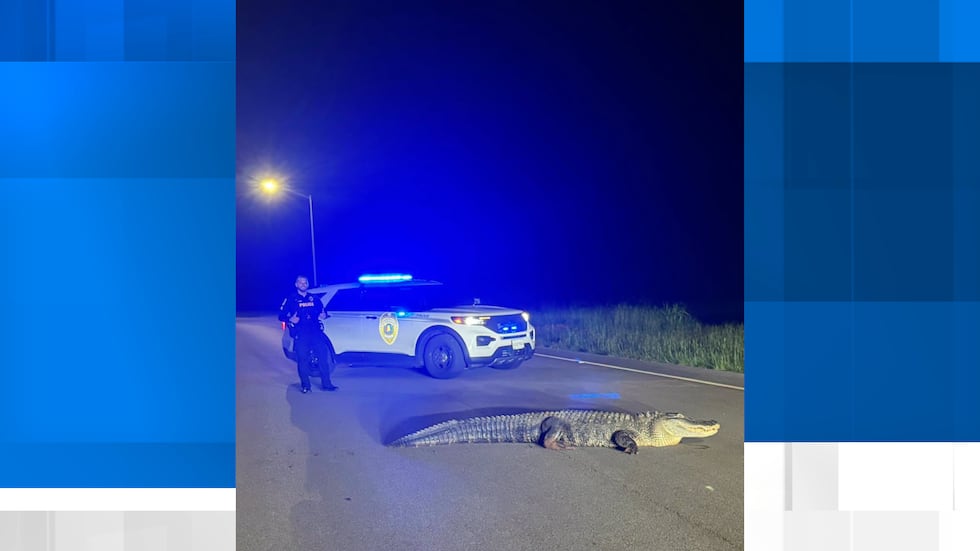 Alligator found roaming Huntsville neighborhood