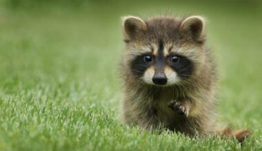 Raccoons united humanity. Accidentally, and incorrectly