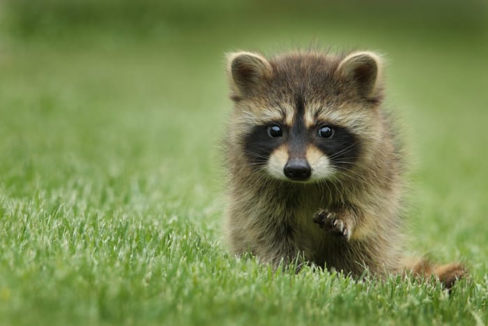 Raccoons united humanity. Accidentally, and incorrectly