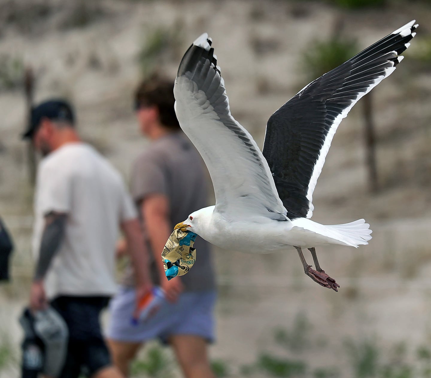 A sea gull flew off with its reward in its beak.
