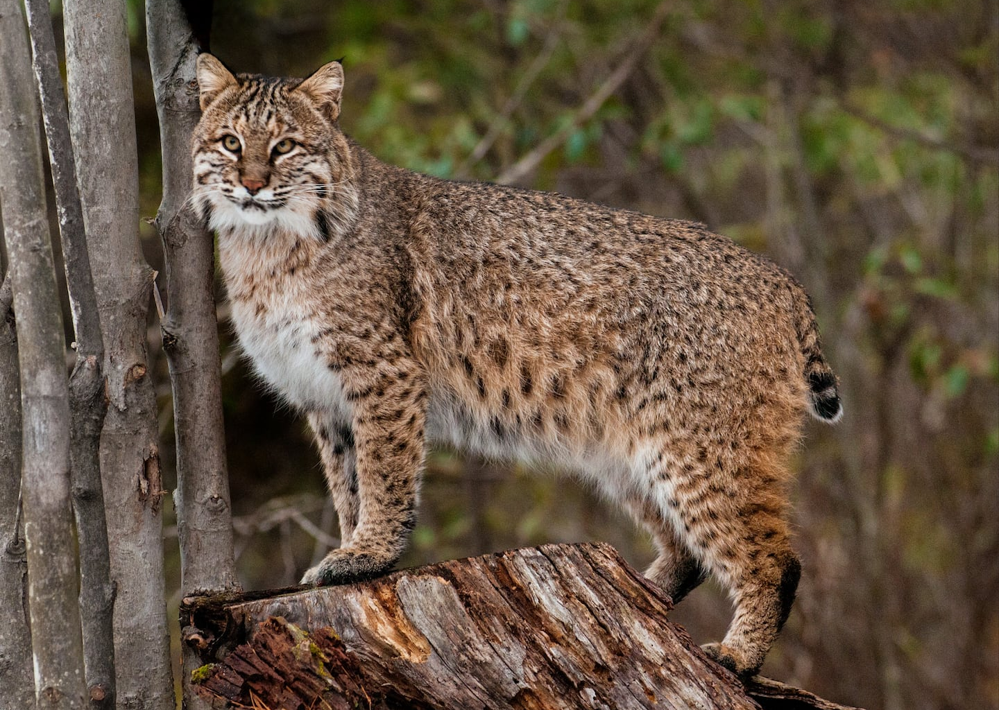 This is a bobcat.
