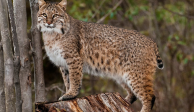 This is a bobcat.