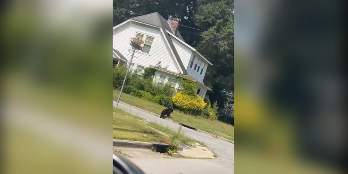 ‘On the move’: Kinston Police say bear spotted in area