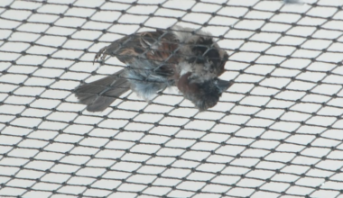 Maui animal lovers irate after Home Depot net traps, kills birds