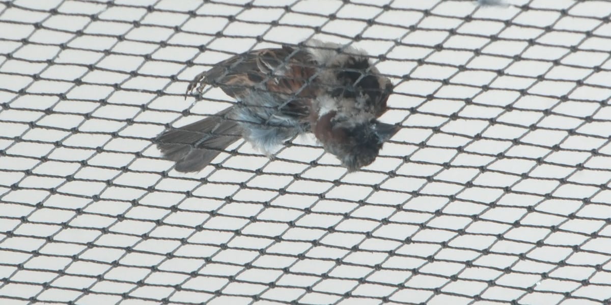 Maui animal lovers irate after Home Depot net traps, kills birds