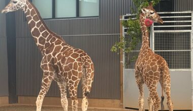 EXCLUSIVE: Baby giraffes found safe after disappearing from Natural Bridge Zoo