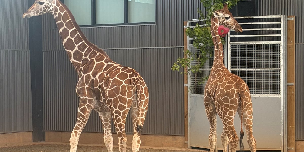 EXCLUSIVE: Baby giraffes found safe after disappearing from Natural Bridge Zoo
