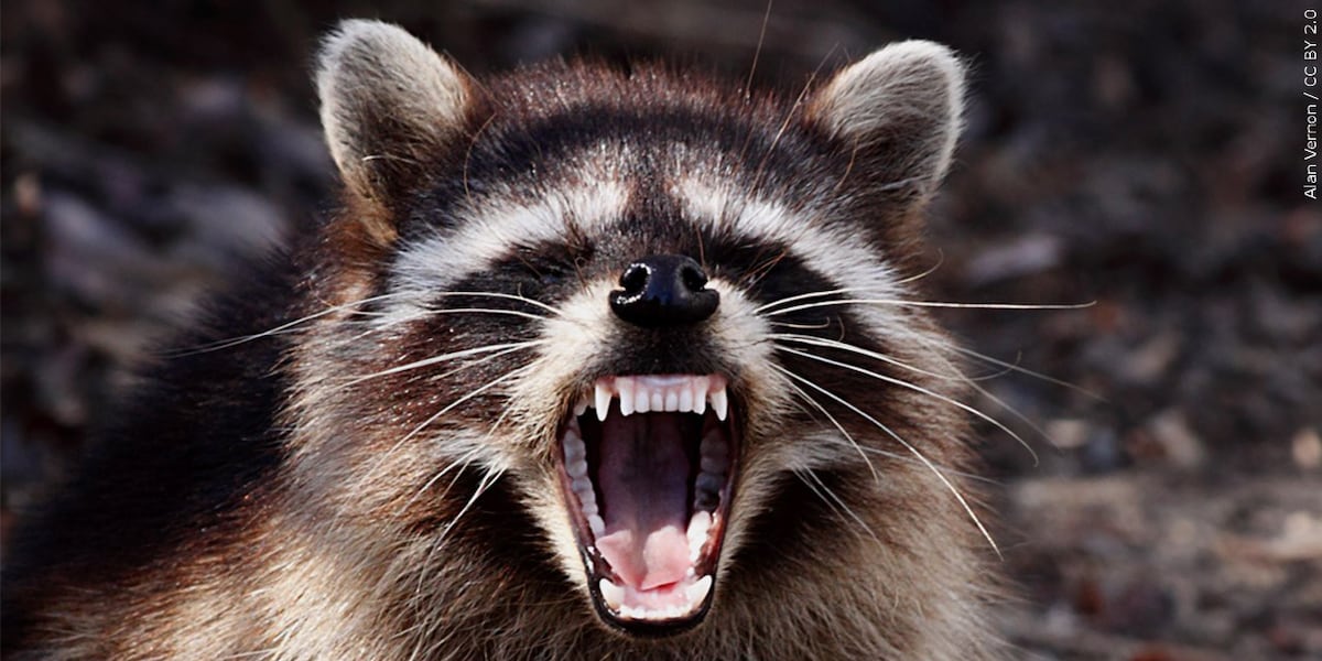 Rabid raccoon found in New Bern