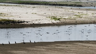 Water levels in Yamuna drop during peak summer months. (HT Photo/Arvind Yadav)