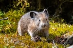 A pika out eating moss at Little Beacon Rock, in the Columbia River Gorge, June 24, 2020