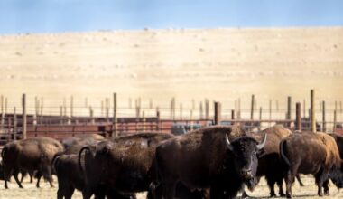 How to avoid dangerous conflicts with bison – Deseret News