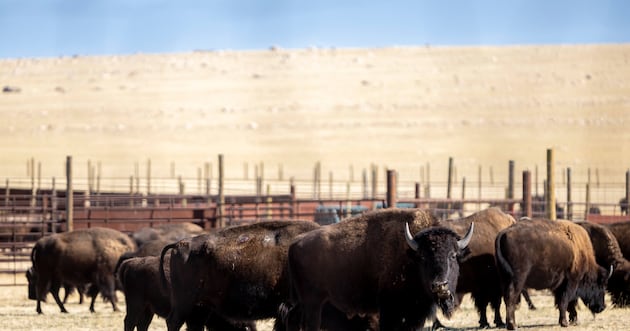 How to avoid dangerous conflicts with bison – Deseret News