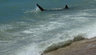 Witness reports shark sighting at Fort DeRussy Beach