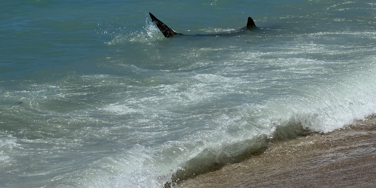Witness reports shark sighting at Fort DeRussy Beach