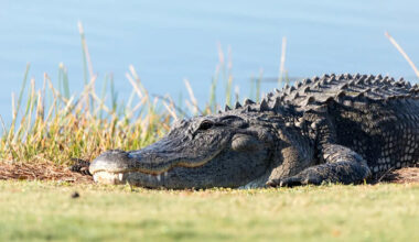 Massive Gator Strolling Across a South Carolina Golf Course Legit Looks Like a Dinosaur