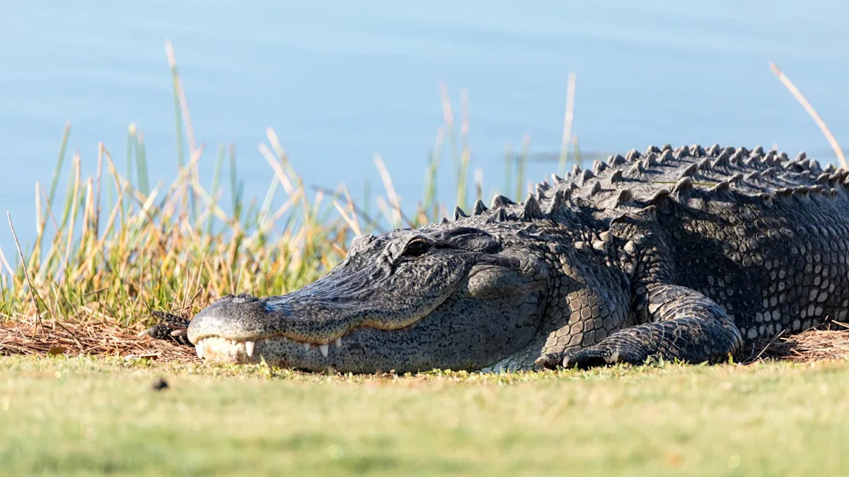Massive Gator Strolling Across a South Carolina Golf Course Legit Looks Like a Dinosaur