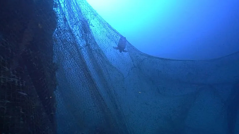 A dead turtle entangled in a ghost net