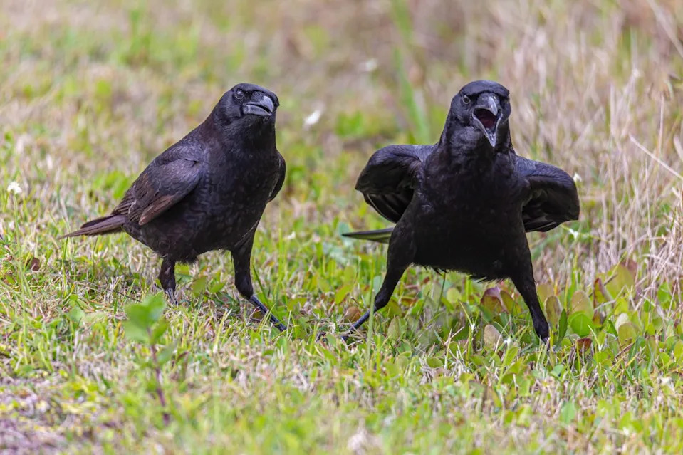 West Nile virus mainly affects birds, but mosquitoes can pass it to people if they bite an infected bird then bite a person. Getty Images