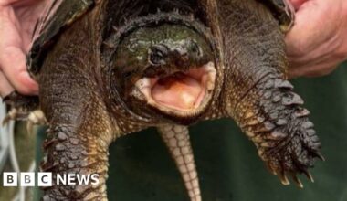 American snapping turtle with bite 'like a car door' found at Welsh beauty spot - BBC