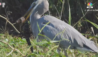 A Great Blue Heron Ate a Baby Alligator in Florida. Here’s Why That’s Normal.