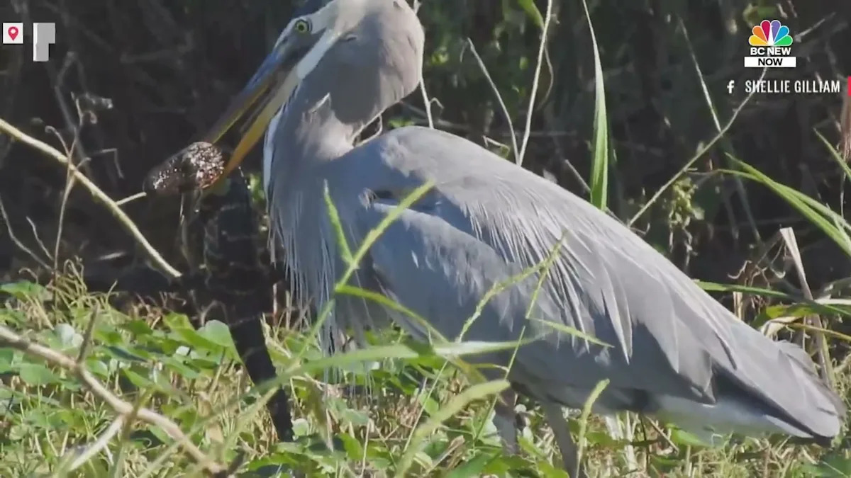 A Great Blue Heron Ate a Baby Alligator in Florida. Here’s Why That’s Normal.