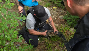 Missouri crews capture 'Longview Lou' after fisherman spots alligator at Longview Lake