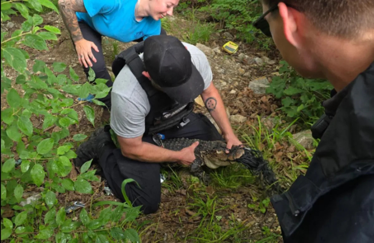 Missouri crews capture 'Longview Lou' after fisherman spots alligator at Longview Lake