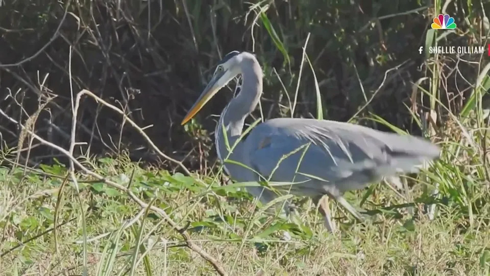 Clear heron profile, alert posture, decent composition
