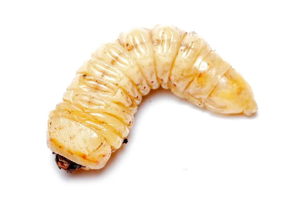 a long yellow beetle larvae