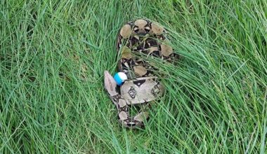 Two boa constrictors found in golf course grass