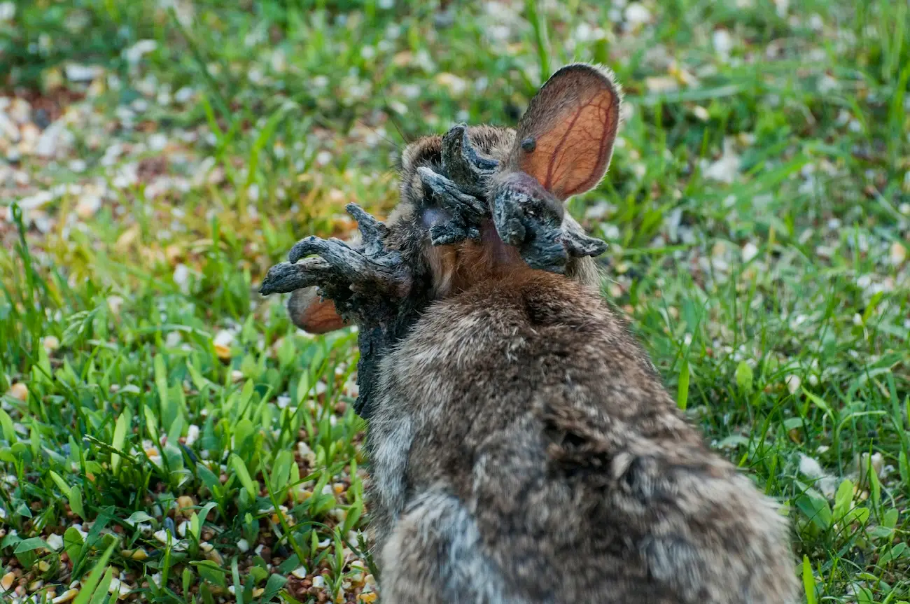 A rabbit with the virus (Education Images/Universal Images Group via Getty Images)