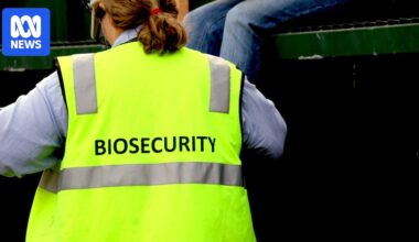 Cattle company inadvertently tipped off Queensland DPI to biosecurity breach