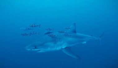 Watch 'insane' first great white shark sighting in Mediterranean Sea