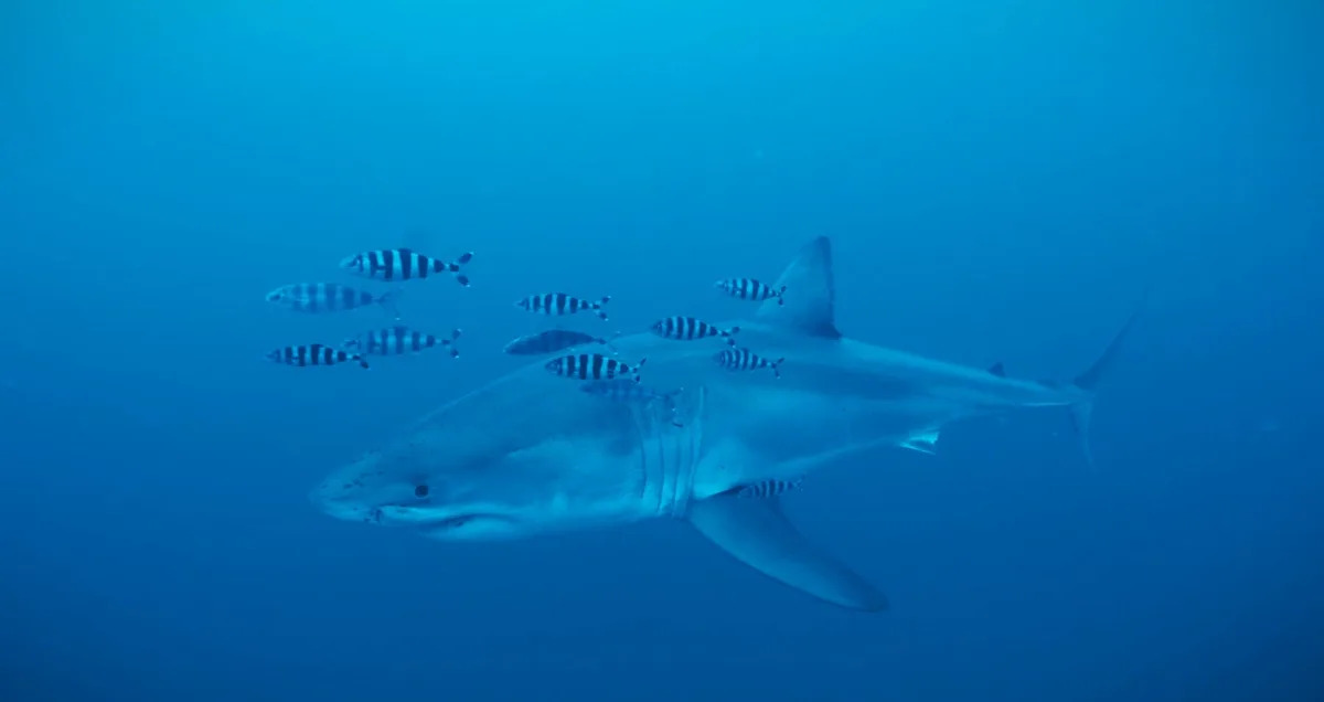 Watch 'insane' first great white shark sighting in Mediterranean Sea