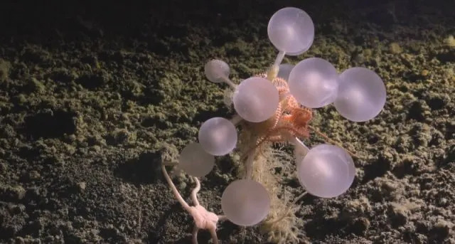 A marine animal with bulbous, translucent structures is resting on the ocean floor, surrounded by sandy texture.