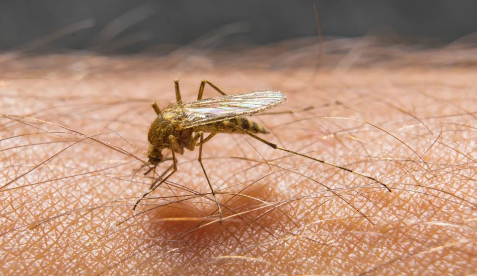 <a href="https://www.yahoo.com/news/weather-news/articles/urgent-warning-deadly-west-nile-200134732.html" data-ylk="slk:West Nile virus;elm:context_link;itc:0;sec:content-canvas;outcm:mb_qualified_link;_E:mb_qualified_link;ct:story;" data-yga="{"yLinkElement":"context_link","yModuleName":"content-canvas","yLinkText":"West Nile virus"}" class="link  yahoo-link">West Nile virus</a> has been found in two dead crows in Southern California — a week after it was detected in a mosquito. boomerang11 – stock.adobe.com