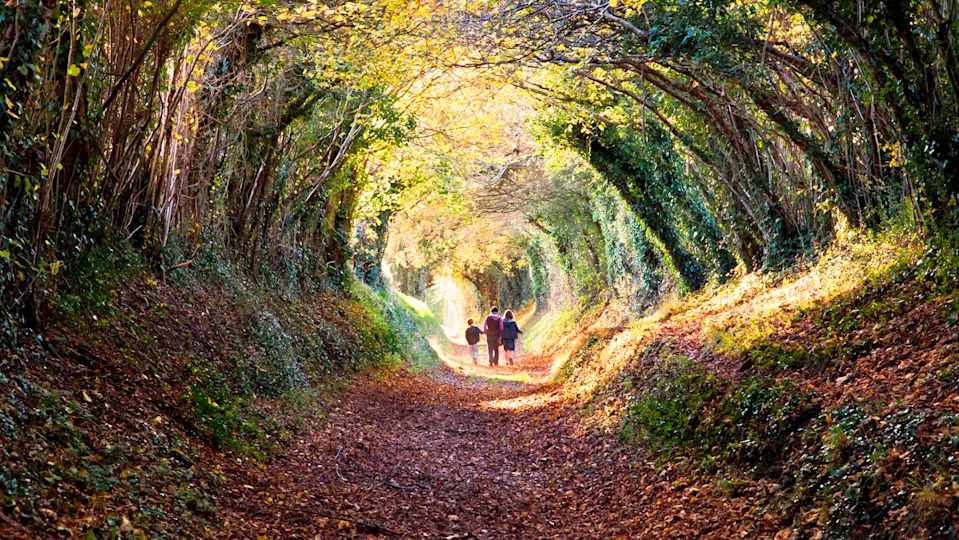 A group of people walking through a forested tunnel