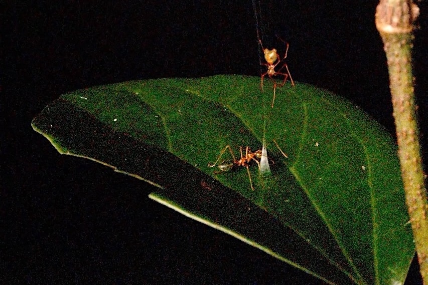 A close up of a leaf an ant approaches a cone of spider web while a spider hovers above.