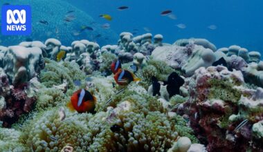 'Systemic racism' claims identified in buried reef authority review