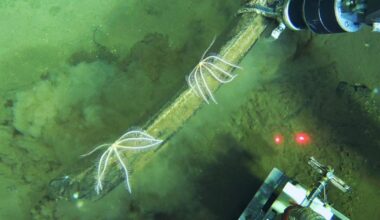 World's largest whale graveyard discovered by sub at bottom of ocean: "Completely unexpected"