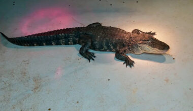 Homeowner opens front door to giant alligator, then watches a 3-hour tug-of-war unfold