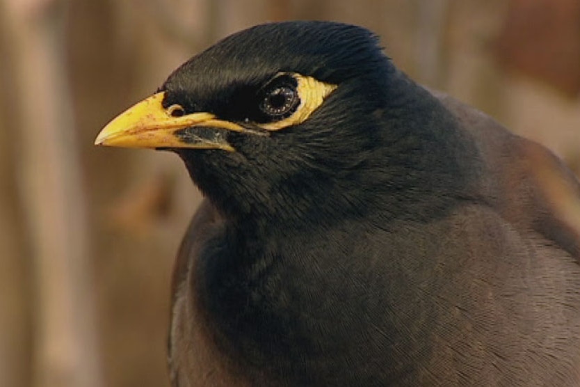 Indian myna bird